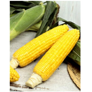 とうもろこし 種 【ゴールドラッシュ90】 200粒 （ 種 野菜 野菜種子 野菜種 ） ★