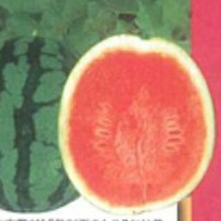 スイカ 種 【 ベランダdeスイカ 】 小袋(5粒) ( スイカの種 )