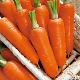 ニンジン 種 【 オランジェ 】 ペレット500粒 （ 種 野菜 野菜種子 野菜種 ）