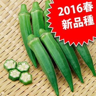 オクラ 種 【 大和ティダ 】 小袋（5ml） （ 種 野菜 野菜種子 野菜種 ）