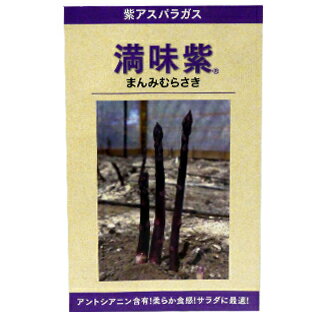 アスパラガス 種 【満味紫】 1000粒 （ 種 野菜 野菜種子 野菜種 ）