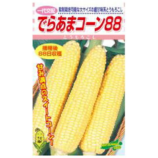 とうもろこし 種 【でらあまコーン88】 200粒 （ 種 野菜 野菜種子 野菜種 ） ★