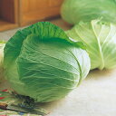 キャベツ 種 【 初秋 】 小袋(2000粒) ( 種 野菜 野菜種子 野菜種 )