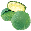 キャベツ 種 【 彩里 】 小袋(2000粒) ( 種 野菜 野菜種子 野菜種 )