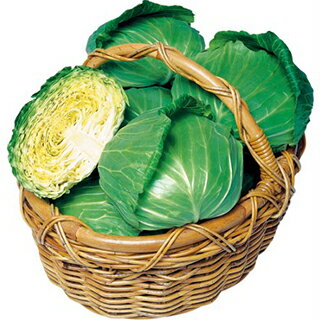 キャベツ 種  小袋(2000粒) （ 種 野菜 野菜種子 野菜種 ）