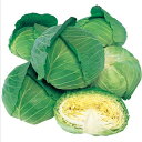 キャベツ 種 【 彩風 】 小袋(2000粒) ( 種 野菜 野菜種子 野菜種 )