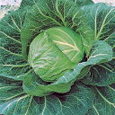 キャベツ 種 【 春ひかり七号 】 小袋(小袋(2000粒)) ( 種 野菜 野菜種子 野菜種 )