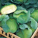 キャベツ 種 【 YR天空 】 小袋(2000粒) ( 種 野菜 野菜種子 野菜種 )