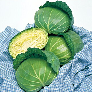 樂天商城 - キャベツ 種 【 YR楽山 】 小袋(2000粒) （ 種 野菜 野菜種子 野菜種 ）