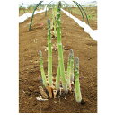 アスパラガス 種 【ウインデル】100粒 ( 種 野菜 野菜種子 野菜種 )