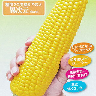 トウモロコシ 種 【 おおもの83 】 2000粒 ( トウモロコシの種