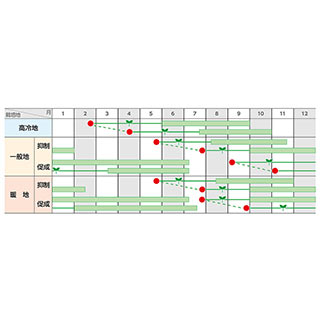 トマト 種 【 ミニトマト　アナ（赤・楕円）　実咲PRO　（メイクスイーツ920182） ...