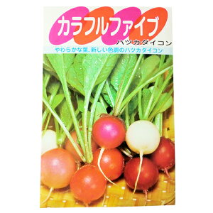 廿日大根 種 【カラフルファイブ】 小袋（約6ml） （ 種 野菜 野菜種子 野菜種 ）