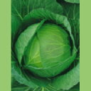 キャベツ 種 【 フルーツキャベツ 】 小袋 ( 種 野菜 野菜種子 野菜種 )