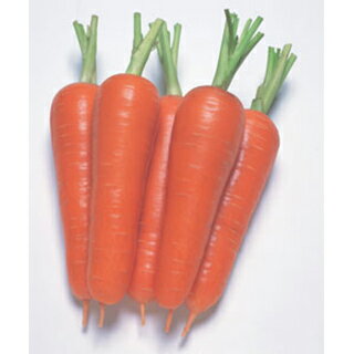 にんじん 種 【 恋ごころ 】 ペレット500粒 （ 種 野菜 野菜種子 野菜種 ）
