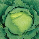 キャベツ 種 【 冬藍 (とうらん) 】 小袋(2000粒) ( 種 野菜 野菜種子 野菜種 )