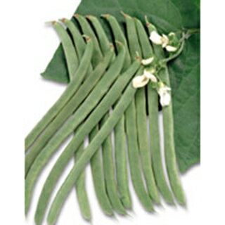 樂天商城 - インゲン 種 【 つるあり菜豆 ケンタッキーワンダー 】 1dl ( インゲンの種 )