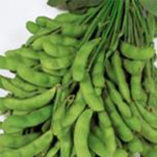 Fall Vegetables - エダマメ 種 【 夏の声 】 1L ( エダマメの種 )