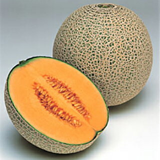 メロン 種 【レノン】 100粒 （ 種 野菜 野菜種子 野菜種 ）