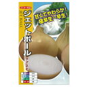 たまねぎ 種 【 ジェットボール (極早生〜早生) 】 小袋(約4ml) ( 種 野菜 野菜種子 野菜種 )