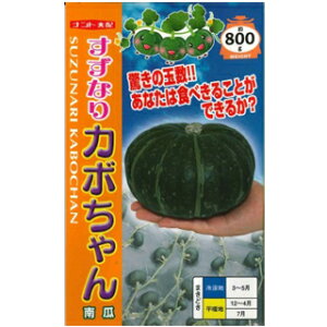 かぼちゃ 種 【すずなりカボちゃん】 8粒 （ 種 野菜 野菜種子 野菜種 ）