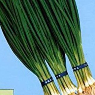ネギ 種 【 冬千本 】 2dl ( ネギの種 ) | 農業屋.com