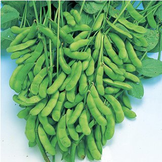 エダマメ 種 【 福成 】 小袋(PF 80ml) ( エダマメの種 )