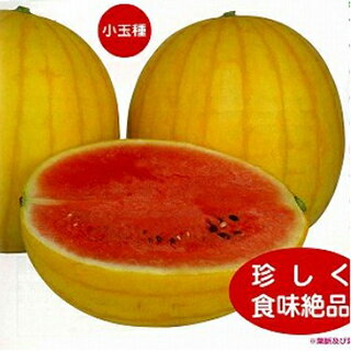 スイカ 種 【 愛娘ひなた 】 小袋(7粒) ( スイカの種 )