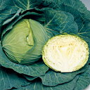 キャベツ 種 【 湖月SP 】 ペレット150粒 ( 種 野菜 野菜種子 野菜種 )