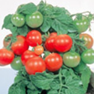 トマト 種 矮性トマト レジナ １０ｍｌ トマトの種 農業屋 Com