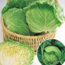 キャベツ 種 【 春波 】 ペレット150粒 ( 種 野菜 野菜種子 野菜種 )