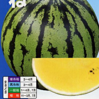 樂天商城 - スイカ 種 【 こがね（縞皮・黄肉） 】 200粒 ( スイカの種 )