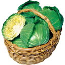 キャベツ 種 【 YR春空 】 ペレット150粒 ( 種 野菜 野菜種子 野菜種 )