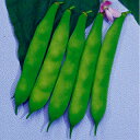 インゲン 種 【 つるなし菜豆 本金時 】 小袋(40ml) ( インゲンの種 )