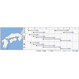 ホウレンソウ 種 【 弁天丸 】 M3万粒 ( ホウレンソウの種 )