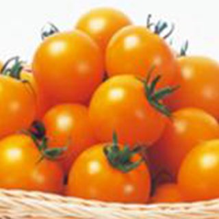 トマト 種 【 シンディーオレンジ（中玉） 】 実咲小袋 ( トマトの種 )