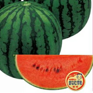 スイカ 種 【 愛娘さくら 】 小袋(7粒) ( スイカの種 )