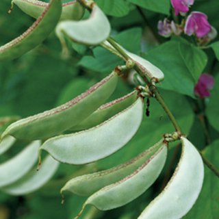 豆 種 【 赤花早生ふじまめ 】 GF（30ml） ( 豆の種 ) | 農業屋.com