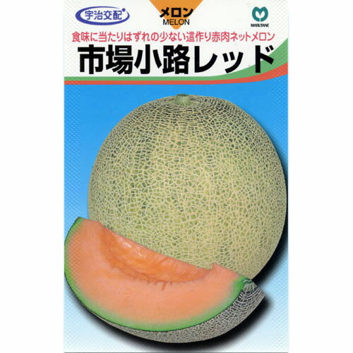 市場小路レッド (メロンの種) 100粒 【種子（野菜） 販売】