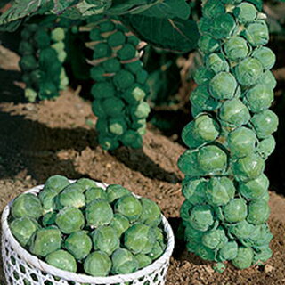 楽天市場 キャベツ 種 芽キャベツ 早生子持 小袋 Rf 0 9ml キャベツの種 菜園くらぶ 家庭菜園の専門店
