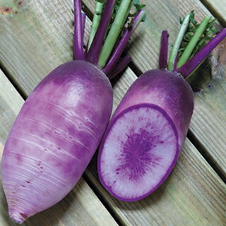 ダイコン 種 【 紫師舞 】 小袋（3ml） ( ダイコンの種 )のサムネイル