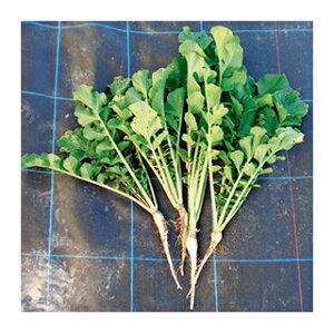 緑肥 種 【 緑肥用ダイコン コブ減り大根 】 1kg ( 緑肥の種 )