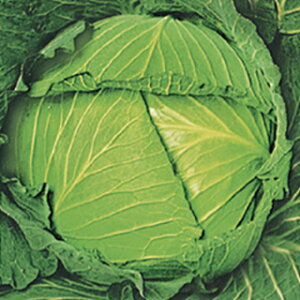 キャベツ 種 【 耐寒大御所 】 種子 コートL5千粒 ( 種 野菜 野菜種子 野菜種 )