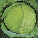 キャベツ 種 【 YR泰山 】 種子 コートL5千粒 ( 種 野菜 野菜種子 野菜種 )