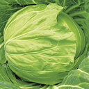 キャベツ 種 【 秋蒔中早生 】 種子 コートL5千粒 ( 種 野菜 野菜種子 野菜種 )