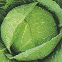 キャベツ 種 【 YRしぶき2号 】 種子 コートL5千粒 ( 種 野菜 野菜種子 野菜種 )