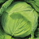 キャベツ 種 【 はるなぎエース 】 種子 コートL5千粒 ( 種 野菜 野菜種子 野菜種 )
