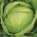 キャベツ 種 【 一陽 】 種子 コートL5千粒 ( 種 野菜 野菜種子 野菜種 )