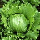 レタス 種 【 レタスジュディ 】 種子 コート5千粒 ( 種 野菜 野菜種子 野菜種 )
