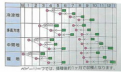 レタス 種 【 レタスブラックローズ 】 種子 コート5千粒 （ 種 野菜 野菜種子 野...